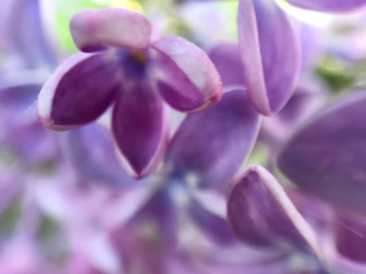 syrenblomma