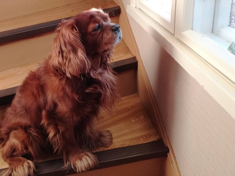 hund